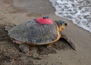 8 milyon kişi Tuba’yı izledi | 3,5 yılda 20 bin kilometre