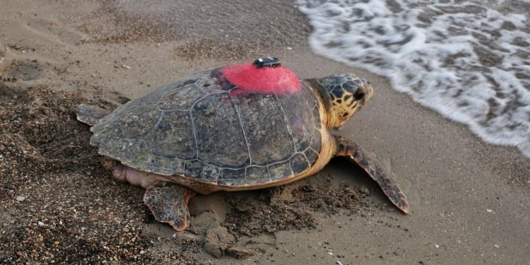 8 milyon kişi Tuba’yı izledi | 3,5 yılda 20 bin kilometre