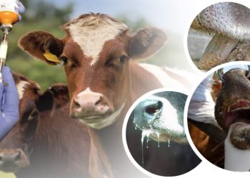 “Çankırı’da aşı çalışmalarımız yüzde 80 oranında bitmek üzere”