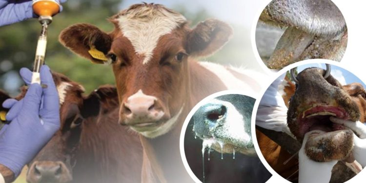 “Çankırı’da aşı çalışmalarımız yüzde 80 oranında bitmek üzere”