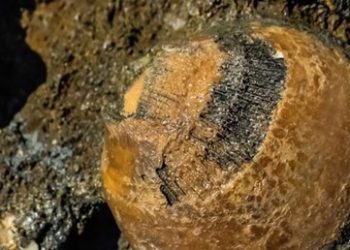 Kanada’da 70 milyon yıllık fosil bulundu