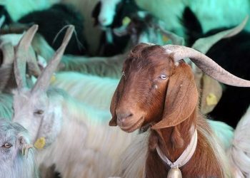 Kurban Bayramı ne zaman, ayın kaçında? (2023 Diyanet Kurban Bayramı takvimi)