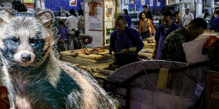 Wuhan’daki pazarda bulundu: Sorumlu rakun köpekleri mi?