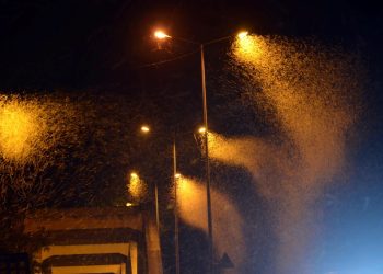 Sakarya’da milyonlarca kelebeğin “ölüm dansı”: Sebebi bilinmiyor