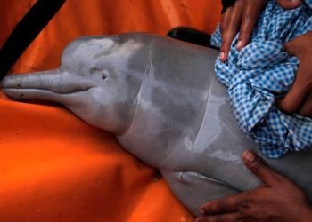 Brezilya Amazonlarında son bir haftada 100’den fazla ölü yunus bulundu