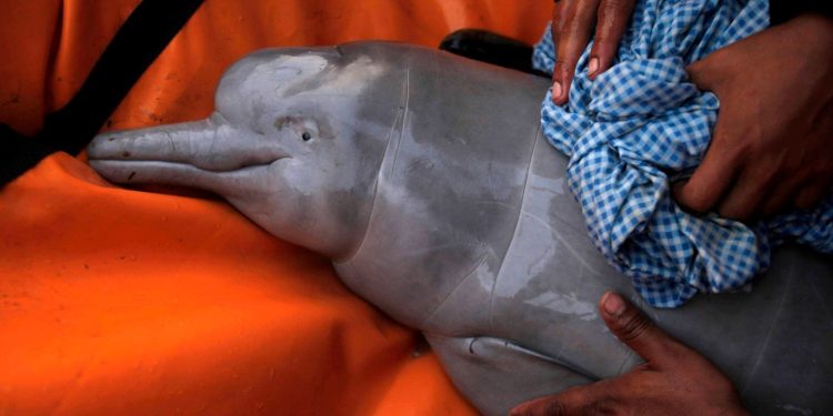 Brezilya Amazonlarında son bir haftada 100’den fazla ölü yunus bulundu