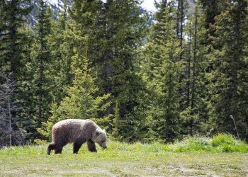 Kanada’da ulusal parkta bozayı saldırısı: 2 ölü
