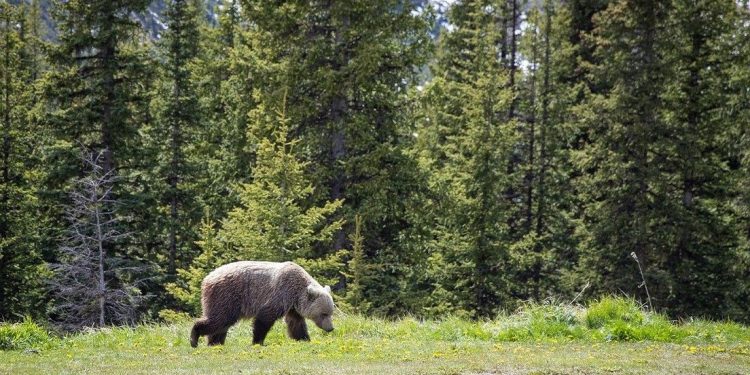 Kanada’da ulusal parkta bozayı saldırısı: 2 ölü