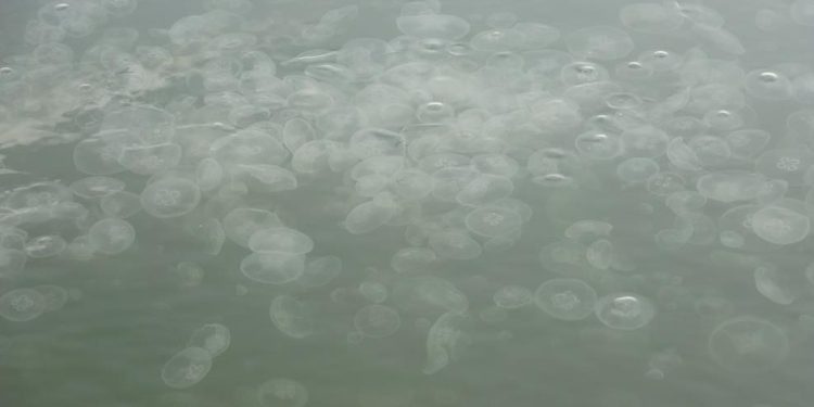 İzmit Körfezi’nde denizanası istilası