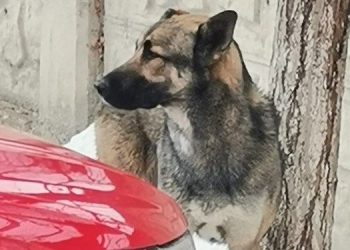 Öldüren köpek saldırısında tahliye